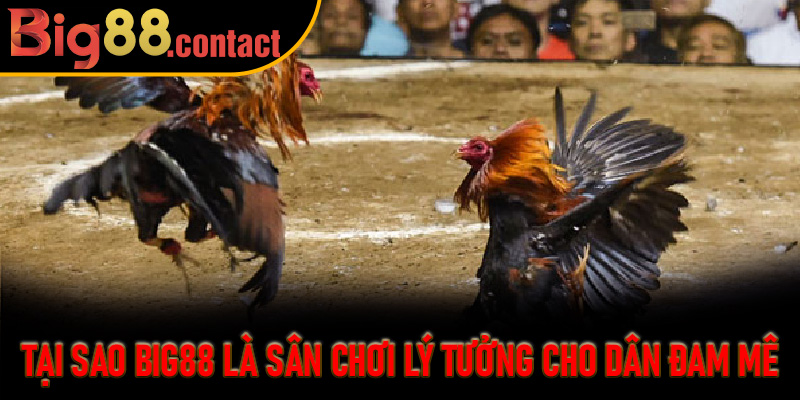 Tại Sao Big88 Là Sân Chơi Lý Tưởng Cho Dân Đam Mê Đá Gà
