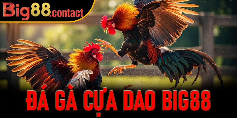 Đá Gà Cựa Dao Big88