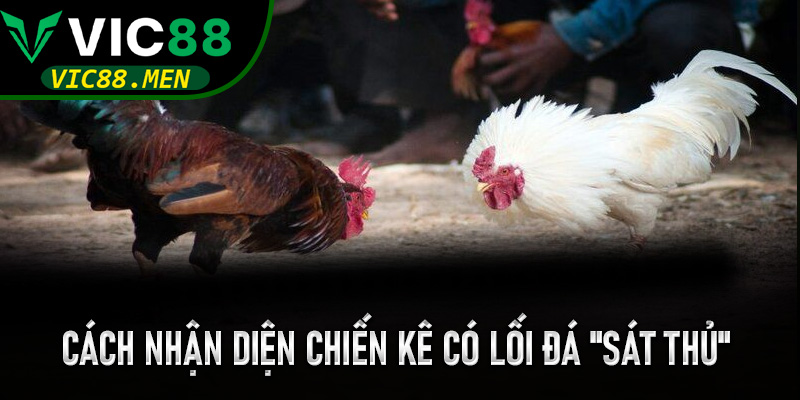 Cách nhận diện chiến kê có lối đá "sát thủ" trên luồng trực tiếp Vic88