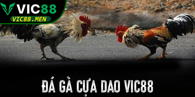 Đá Gà Cựa Dao Vic88